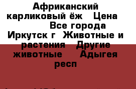 Африканский карликовый ёж › Цена ­ 6 000 - Все города, Иркутск г. Животные и растения » Другие животные   . Адыгея респ.